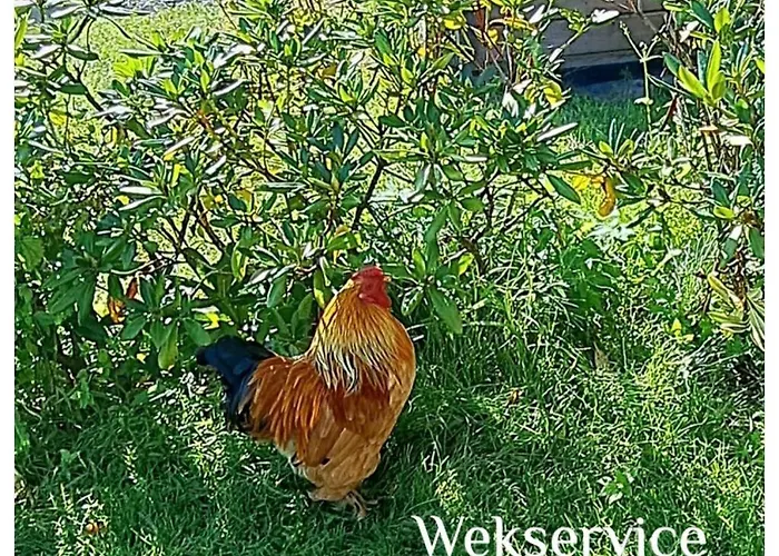 Aan 't weitje